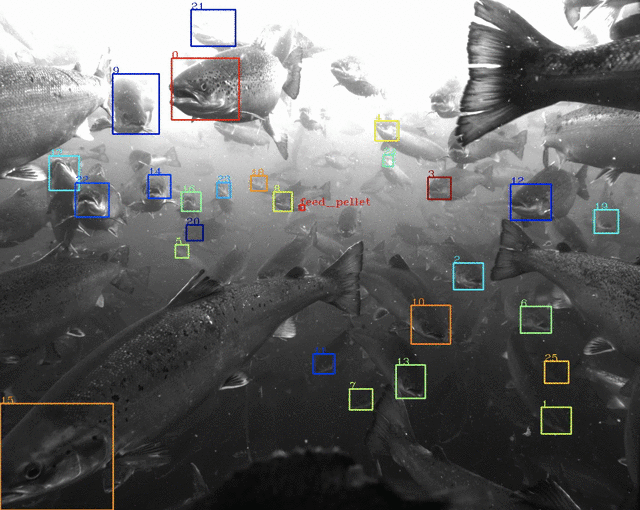 Project Tidal - Computer vision system for aquaculture showing underwater fish detection with ML bounding boxes